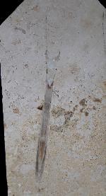 Hibolithes sp. (MONTFORT 1808) & Becherschwamm indet. - Bild &copy; FossNet FossilienStore